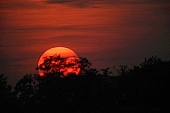 sun, ball, luminary, crown, sunset, sunspot, sun-spot, flagrancy, glow, ignition, sun-disk, sky, red, yellow, cloud, clouds, wispy cloud, sunlight, solar about, solar energy, tree, leafy forest, leafage, CD 0022, Kiss L�szl�, L�szl� Kiss