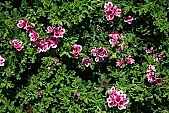bush, blossom, bloom, flower, petal, flavor, aroma, odor, perfume, scent, leaf, green, brindle, pied, variegated, fancy, purple, pink, white, bravery, finery, pomp, garden, exhibition, decor, life, happiness, spring, Kiss L�szl�, L�szl� Kiss