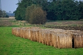 straw, stack of straw, perspective, row, rows, order, regular, field, meadow, forest, bush, bushes, green, brown, agriculture, agricultural land, harvest, harvester, Kiss L�szl�, L�szl� Kiss