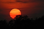 sun, ball, luminary, sunset, sunspot, sun-spot, sunspot activity, solar flare, flagrancy, glow, ignition, sun-disk, sky, red, yellow, cloud, clouds, wispy cloud, sunlight, solar about, solar energy, tree, leafy forest, leafage, crown, CD 0022, Kiss L�szl�, L�szl� Kiss