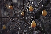 tree, color, colour, colors, colours, one, one piece, sagging, to sag, pear, pears, four pears, pear tree, pear trees, plant, outdoors, outside, garden, fruit, orchard, fruit tree, branch, bough, twig, branches, deadwood, dead bough, yellow, reddish, day, daytime, sunlight, ripe, unseasoned, season, autumn, warden, stewed fruit, conserve, bottled fruit, to mature, sleepy, core, jacket, form, shape, pear shape, CD 0014, Kiss L�szl�, L�szl� Kiss