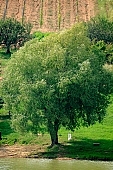 tree, nature, grapes, arbor, vine-arbor, alone, loneliness, lonely, singleton, single, only, greenery, crown, mature, green, water, waterfront, standing, lake, Mad, inundation, flood, willow pussy, willow, sallow, Kiss Lszl, Lszl Kiss