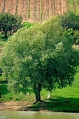 tree, nature, grapes, arbor, vine-arbor, alone, loneliness, lonely, singleton, single, only, greenery, crown, mature, green, water, waterfront, standing, lake, Mad, inundation, flood, willow pussy, willow, sallow, Kiss L�szl�, L�szl� Kiss