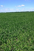 corn field, fodder corn, of birds eye view, corn-growing, grain, feed, fodder, forage, corncob, farmland, corn-stalk, corn yield, agriculture, horizon, blue sky, cloud, sky, leaf of maize, sweet corn, cob, corn, growth, corn-eye, green, farm product, cornflour, floss, green corn, corn-cob, domestic animal corn, corn-oil, field, plough-land corn, CD 0052, Kiss L�szl�, L�szl� Kiss