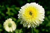 gerbera, flower, petal, shaft, plant, backlight, backlit, grow, warm, critter, haze, steam, vapor, climate, white, yellow, green, glass, double, greenery, glasshouse, light, thermal, heater, window, CD 0026, blossom, bloom, Kiss Lszl, Lszl Kiss