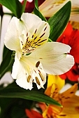 white, freesia, red, orange, blossom, bloom, flower, green, a flower, bouquet, composition, budding, decor, rich vegetation, pistil, leaf, plant, color, colour, colourful, vivid, petal, CD 0200, Kiss L�szl�, L�szl� Kiss