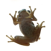 frog, tree frog, window, windowpane, perspective, green, gelationus, animal, grip, bullfrog, spread-eagle, froggy, flippers, 2007, CD 0051, Kiss L�szl�, L�szl� Kiss