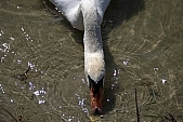 swan, white, animal, lake, untamed, wild, Sandorfalva, sand, beach, fisher, meal, lunch, corn, swan-neck, Kiss Lszl, Lszl Kiss