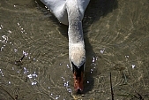 swan, white, animal, lake, untamed, wild, Sandorfalva, sand, beach, fisher, meal, lunch, corn, swan-neck, Kiss L�szl�, L�szl� Kiss