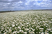 flower, flowers, field, meadow, wild flower, wild flowers, bouquet, gift, flavor, aroma, odor, perfume, scent, balmy, fragrant, redolent, sweet, yellow, white, circle, round, herb, infusion of herbs, herbaria, herbarium, camomile, tea, chamomile tea, beauty, beautiful, pretty, a lot of, much, crowd, legion, gardener, horticulture, floral, green, leaf, leaves, sunlight, sunshine, nature, blue, sky, blue sky, cloud, clouds, canopy of heaven, cope of heaven, firmament, hill, hillside, Kiss L�szl�, L�szl� Kiss