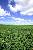 sunflower field, core, farm product, horizon, sunflower s plate, sunflower, agrarian production, plantation, sunflower-seed oil, boundary, food product, groceries, farmland, agriculture, plant, sunflower leaves, sky, blue, blue sky, cloud, farm produce, sunshine, sunny, sunlit, sunflowers, leaf, green, husk, blossom, bloom, flower, oil, plate, feed, fodder, forage, summer, on the sun, rotary, pollen, petal, pounce, pistil, yellow, brown, shaft, CD 0052, Kiss Lszl, Lszl Kiss