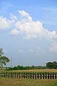 corn, cornfield, agriculture, agricultural land, arable, clod, earth, field, ploughland, tillage, plow, cloud, clouds, meadow, grower, producer, yellow, brown, green, tree, blue, sky, blue sky, bush, bushes, perspective, Kiss L�szl�, L�szl� Kiss
