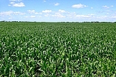 corn field, grain, corn, fodder corn, of birds eye view, corn-growing, feed, fodder, forage, corncob, farmland, corn-stalk, corn yield, agriculture, horizon, blue sky, cloud, sky, leaf of maize, sweet corn, cob, growth, corn-eye, green, farm product, cornflour, floss, green corn, corn-cob, domestic animal corn, corn-oil, field, plough-land corn, CD 0052, Kiss L�szl�, L�szl� Kiss