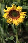 sunflower, yellow, bee, honey-bee, green, leaf, plant, nature, countryside, outdoors, close-up, sunlight, sunshine, standing, pollination, honey, field, meadow, arbor, oil, sunflower-seed oil, Kiss Lszl, Lszl Kiss