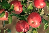 apple, green, red, fruit, leaf, leaves, tree, limb, fruit tree, apple tree, orchard, garden, agriculture, countryside, grower, farmer, gardener, nature, health, healthy lifestyle, fitness, wellness, vitamins, delicious, juicy, round, eatable, edible, food, sunlight, sunshine, morning, growth, market, still-life, a lot of, outdoors, knowledge, tree of knowledge, Eden, Europe, Hungary, light, close-up, Kiss Lszl, Lszl Kiss