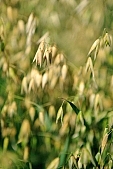 oats, plant, oat-grain, fodder-plant, spike, agricultural cultivation of plants, farmland, agriculture, feed, fodder, forage, farm product, food product, groceries, animal fodder, oatflake, oatmeal, cereals, CD 0052, Kiss L�szl�, L�szl� Kiss