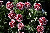 carnation, blossom, bloom, flower, bouquet, red, pink, green, spring, exhibition, beauty, beautiful, pretty, beauteous, passion, flavor, aroma, odor, perfume, scent, petal, leaf, wedding, nuptials, girdle, rope, wreath, flower petal, colourful, vivid, shaft, CD 0033, Kiss L�szl�, L�szl� Kiss