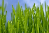 wheat, green, blue background, blue sky, light, Luca, Luca name-day, drop, drops, water drop, soil, tile, flower-pot, plant, care of plants, December, Christmas, air, young, firstling, national traits, national peculiarities, ethnography, photo, foto, photos, photographs, photograph, picture, image, scenery, images, pictures, Kiss L�szl�, L�szl� Kiss