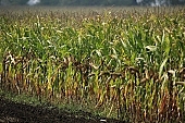 corn, cornfield, arable, clod, earth, field, ploughland, tillage, garden, countryside, nature, village, green, yellow, leaf, soil, ground, nuggets, plow, brown, dry, dry leaf, eatable, edible, outdoors, perspective, Kiss Lszl, Lszl Kiss