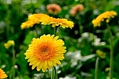 gerbera, flower, petal, shaft, plant, grow, warm, critter, haze, steam, vapor, climate, yellow, pink, orange colour, orange, column, green, glass, greenery, glasshouse, window, CD 0026, Kiss L�szl�, L�szl� Kiss