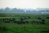 herd, sheperd, animal, breeding, sheep, sheeps, nature, countryside, agriculture, agricultural land, field, meadow, tree, trees, grass, sky, wind, wind-blowed, silence, quiet, lay, laid, lie, recreation, relaxation, repose, rest, browse, pasture, grazer, grazing, flock, pack, horde, drove, fold, range, to herd, animals, Kiss Lszl, Lszl Kiss