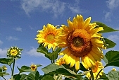 sunflower, agriculture, sunflower s plate, biodiesel, gas oil, diesel oil, diesel fuel, fuel, gas, sunshine, sunny, sunlit, sunflower-seed oil, sunflowers, leaf, green, plant, husk, blossom, bloom, flower, core, oil, plate, sky, blue, blue sky, farm product, feed, fodder, forage, food product, groceries, summer, on the sun, rotary, pollen, petal, pounce, pistil, yellow, brown, shaft, CD 0052, Kiss Lszl, Lszl Kiss