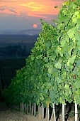 grapes, cordon, arbor, hill, hillside, delicious, juicy, eatable, edible, vitamins, bio, health, healthy lifestyle, wellness, fitness, wine, parallel, limitless, perspective, village, countryside, nature, vine, vine-stock, vineyard, grapes garden, bunch of grapes, cluster of grapes, cluster, curl, vintage, vineculture, vine-arbor, sun, sunlight, sunshine, sky, canopy of heaven, cope of heaven, firmament, close-up, standing, flash, fall of day, dawn, cloud, sun-ray, descending, colourful, vivid, clouds, sunset, in the cloud, organized rows, recumbent, picture, dust, smoke, fume, wide, distant, aslope, rain, red, sun-disk, goldyellow, yellow, orange, backlight, final, last, ultimate, ray, sunbeam, sun, night, evening, chemical, blue vitriol, spray, sparge, sprinkle, vaporized, Kiss L�szl�, L�szl� Kiss