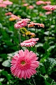 gerbera, flower, petal, shaft, plant, grow, warm, critter, haze, steam, vapor, climate, magenta, purple, green, glass, greenery, glasshouse, light, thermal, heater, window, CD 0026, Kiss L�szl�, L�szl� Kiss