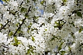 spring, blossom, sprit, bud shooting, nature, blue, white, cloud, rebirth, revival, born, sunshine, happiness, tree, branch, bough, twig, garden, sunlight, energy, new, leaf, sky, fruit tree, green, CD 0032, Kiss L�szl�, L�szl� Kiss