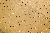hemp, air photograph, air photo, aerials, aerial, Mindszent, order, frame, method, regime, set-up, system, systemic, yellow, sheaf, bale, summer, housing, harvest, field, meadow, junk, hemp production, hemp trade, hemp bond, hemp transport, air photos, Hungary, birds eye view, high, environment, ambience, plan, air, of birds eye view, regular, bag, poke, cod, sac, sack, string, tether, cord, line, tie, twine, CD 0029, Kiss L�szl�, L�szl� Kiss