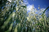 oats, farmland, agriculture, feed, fodder, forage, farm product, food product, groceries, animal fodder, oat-grain, oatflake, oatmeal, fodder-plant, CD 0052, Kiss L�szl�, L�szl� Kiss