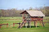 Hungary, Szeged, Szoreg, homestead, farm, boondocks, boonies, forest, field, animal, breeding, to peek, high to peek, fold, grass, tree, nature, 2008, CD 0020, Kiss L�szl�, L�szl� Kiss