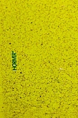 pitfall, yellow, anger, insect, pest, winged bug, CD 0026, Kiss L�szl�, L�szl� Kiss
