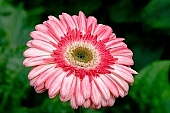 gerbera, flower, petal, shaft, plant, a flower, grow, amiable, beautiful, warm, critter, haze, steam, vapor, climate, red, green, glass, greenery, glasshouse, light, thermal, heater, window, double, striate, CD 0026, striped gerbera, Kiss L�szl�, L�szl� Kiss