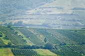 Tokaj, grapes, vine-stock, vine, arbor, vine-arbor, vineculture, skin, wine culture, delicious, juicy, eatable, edible, bio, vitamins, beer, rows, nature, countryside, village, agriculture, agricultural land, green, winery, basement room, vine-growing, sun, sunlight, sunshine, health, healthy, fitness, wellness, parallel, limitless, organized rows, critter, haze, steam, vapor, Kiss L�szl�, L�szl� Kiss