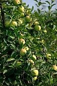 apple, green, yellow, unseasoned, fruit, leaf, leaves, tree, limb, fruit tree, apple tree, mature, orchard, garden, agriculture, countryside, grower, farmer, gardener, nature, bio, health, healthy lifestyle, fitness, wellness, vitamins, delicious, juicy, round, eatable, edible, food, sunlight, sunshine, morning, growth, market, still-life, much, bunch, outdoors, knowledge, tree of knowledge, Eden, Europe, Hungary, Kiss Lszl, Lszl Kiss