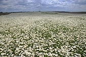 flower, flowers, field, meadow, wild flower, wild flowers, bouquet, gift, flavor, aroma, odor, perfume, scent, balmy, fragrant, redolent, sweet, yellow, white, circle, round, herb, infusion of herbs, herbaria, herbarium, camomile, tea, chamomile tea, beauty, beautiful, pretty, a lot of, much, crowd, legion, gardener, horticulture, floral, green, leaf, leaves, sunlight, sunshine, nature, blue, sky, blue sky, cloud, clouds, canopy of heaven, cope of heaven, firmament, hill, hillside, Leucanthemum vulgare, daisy, marguerite, Kiss L�szl�, L�szl� Kiss