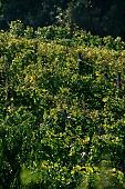 grapes, arbor, hill, hillside, delicious, juicy, eatable, edible, vitamins, bio, health, healthy lifestyle, wellness, fitness, wine, parallel, limitless, perspective, village, countryside, nature, vine, vine-stock, vineyard, vintage, vineculture, vine-arbor, standing, close-up, incline, prone, side, warm, sunlight, autumn, grape harvest, must, grapes garden, Kiss Lszl, Lszl Kiss