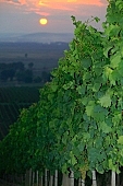 grapes, cordon, arbor, hill, hillside, delicious, juicy, eatable, edible, vitamins, bio, health, healthy lifestyle, wellness, fitness, wine, parallel, limitless, perspective, village, countryside, nature, vine, vine-stock, vineyard, grapes garden, bunch of grapes, cluster of grapes, cluster, curl, vintage, vineculture, vine-arbor, sun, sunlight, sunshine, sky, canopy of heaven, cope of heaven, firmament, close-up, standing, flash, fall of day, dawn, cloud, sun-ray, descending, colourful, vivid, clouds, sunset, in the cloud, organized rows, recumbent, picture, dust, smoke, fume, wide, distant, aslope, rain, red, sun-disk, goldyellow, yellow, orange, Kiss L�szl�, L�szl� Kiss