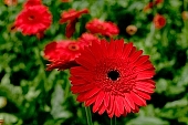 gerbera, flower, petal, shaft, plant, a flower, grow, amiable, beautiful, warm, critter, haze, steam, vapor, climate, red, green, glass, greenery, glasshouse, light, thermal, heater, window, double, CD 0026, Kiss Lszl, Lszl Kiss