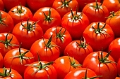 tomato, healthy, meal, fresh, air, shiny, growth, fruit, close-up, red, organic, color, colour, food product, groceries, ripe, picture, image, scenery, images, pictures, photo, foto, photos, photography, photographies, CD 0027, Kiss L�szl�, L�szl� Kiss