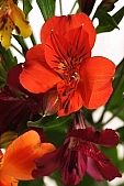 pistil, red, yellow, green, leaf, shaft, bouquet, decor, rich vegetation, freesia, blossom, bloom, flower, plant, color, colour, colourful, vivid, petal, CD 0200, Kiss L�szl�, L�szl� Kiss