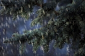 fir, pinewood, pine bough, fir branch, evergreen, plant, rain, winter, season, seasons, cold, snow, snowfall, fall of snow, Christmas, Christmas tree, celebrate, solemn, holiday, green, pine needles, coniferous wood, to foin, cone, pine-cone, silver fir, spruce, snowy, mountain, forest, field, garden, flower-garden, decor, pine scent, pine, larchtree, christmas card, green christmas, festive season, merry christmas, CD 0015, Kiss L�szl�, L�szl� Kiss