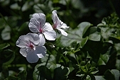 blossom, bloom, flower, petal, tile, houseplant, pot plant, potted plant, leaf, flavor, aroma, odor, perfume, scent, soil, plant, life, happiness, garden, decor, pink, red, exhibition, green, spring, beauty, beautiful, pretty, beauteous, CD 0033, backlight, backlit, Kiss L�szl�, L�szl� Kiss