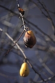 tree, pear, plant, outdoors, outside, garden, fruit, orchard, fruit tree, branch, bough, twig, yellow, day, sunlight, ripe, unseasoned, season, autumn, core, color, colour, colors, colours, CD 0014, pear tree, pear trees, deadwood, dead bough, reddish, warden, sleepy, jacket, form, shape, pear shape, sagging, to sag, branches, pears, stewed fruit, conserve, bottled fruit, to mature, fruit skin, fruit jacket, candied peel, two pears, mildew, black, spotty, overripe, weazened, dry-rotten, daytime, Kiss L�szl�, L�szl� Kiss