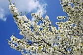spring, blossom, sprit, bud shooting, nature, blue, white, cloud, rebirth, revival, born, sunshine, happiness, tree, branch, bough, twig, garden, sunlight, energy, new, leaf, sky, CD 0032, Kiss L�szl�, L�szl� Kiss