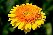 gerbera, flower, petal, shaft, plant, a flower, grow, amiable, beautiful, warm, critter, haze, steam, vapor, climate, orange, yellow, double, green, glass, greenery, glasshouse, light, thermal, heater, window, CD 0026, Kiss L�szl�, L�szl� Kiss