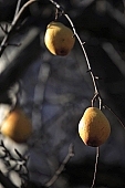tree, pear, pears, season, autumn, warden, stewed fruit, conserve, bottled fruit, to mature, sleepy, core, jacket, form, shape, candied peel, pear shape, color, colour, colors, colours, sagging, to sag, two pears, pear tree, pear trees, plant, outdoors, outside, garden, fruit, orchard, fruit skin, fruit jacket, fruit tree, branch, bough, twig, branches, deadwood, dead bough, yellow, reddish, day, daytime, sunlight, ripe, unseasoned, CD 0014, Kiss L�szl�, L�szl� Kiss