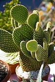 cactus, bur, burr, dolly, prick, prickle, prod, spike, spine, thorn, close-up, to foin, prickly, stinging, yellow, growth, development, grain, qrowth, blossom, bloom, flower, green, plant, cactus flower, nature, desert, exhibition, exchange, background, Kiss L�szl�, L�szl� Kiss