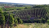 Tokaj, grapes, rows, skin, growth, plant, agriculture, CD 0200